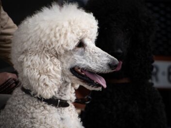 La peinture du chien de Marie-Antoinette vendue pour 280 000 dollars