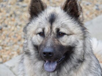 Les 8 races de chien qui sont en effervescence permanente