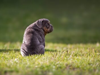 Voici 8 races de chien qui ne vont pas se lier facilement d’amitié