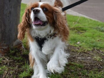 Une parade canine célèbre le couronnement du roi Charles III