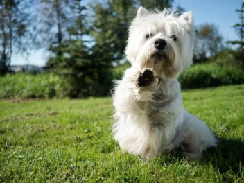 6 décès de chiens dans une aire d&rsquo;entraînement canin