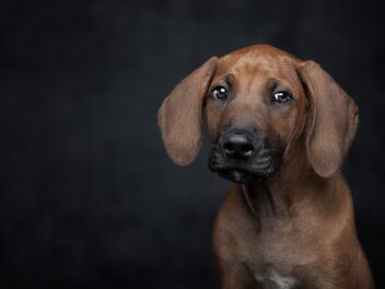 Les 8 races de chien qui recherchent l’approbation de leur maître