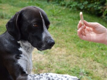 Qu&rsquo;est-ce que le renforcement positif ?