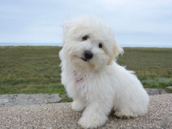 Les 8 races de chien qui sont les plus délicates avec leur maitre