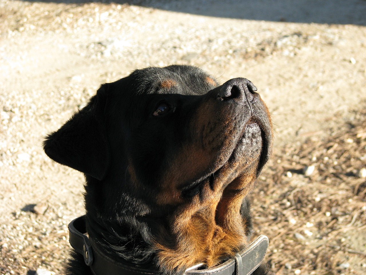 Comment dresser votre chien à l&rsquo;aide d&rsquo;un clicker