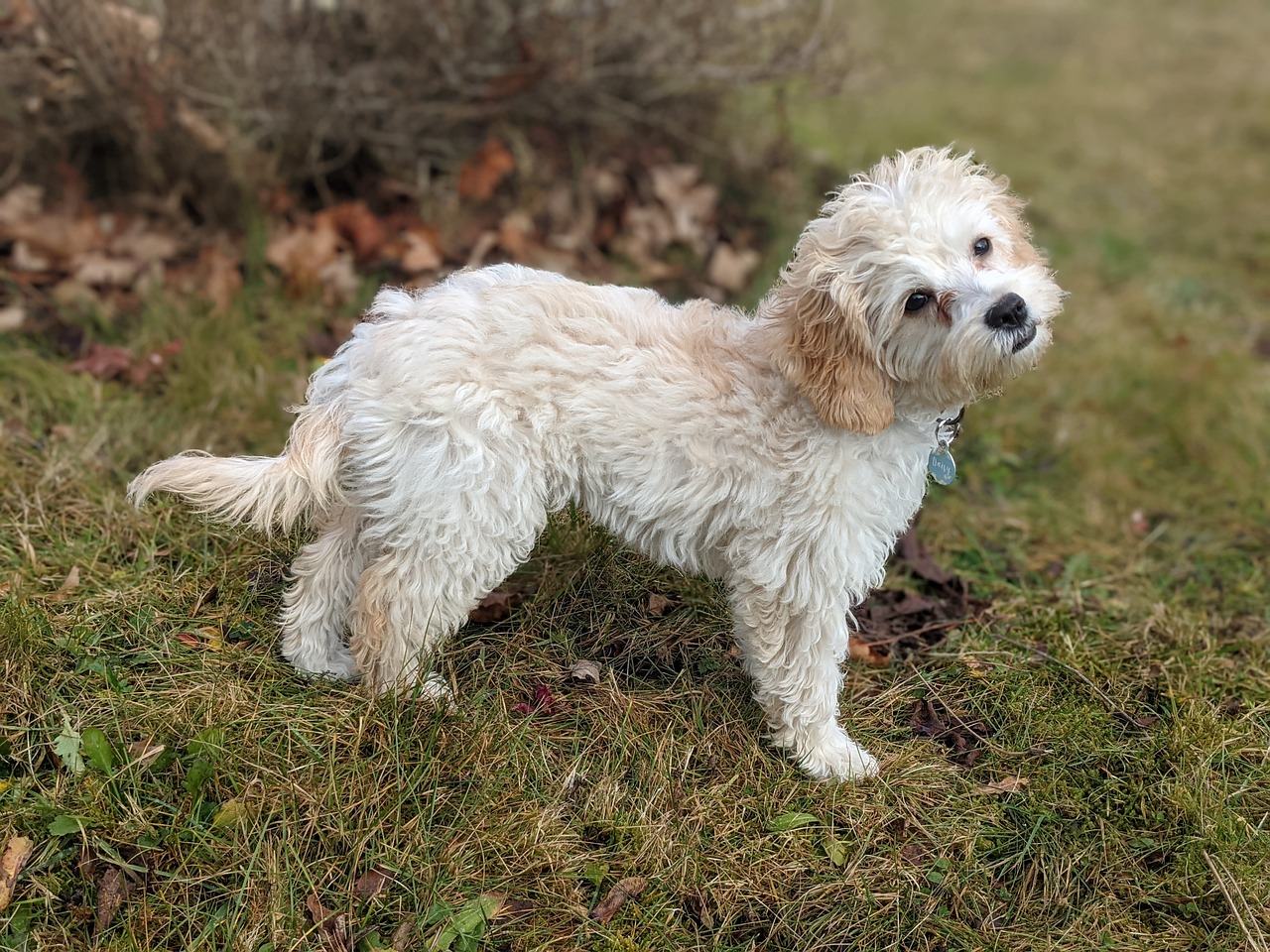 Comment protéger votre chien contre les voleurs