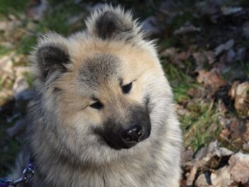 Voici 8 races de chien qui comprennent toujours bien leur maître