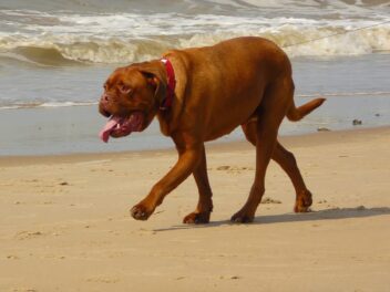 Comment assurer la sécurité de votre chien lors des barbecues