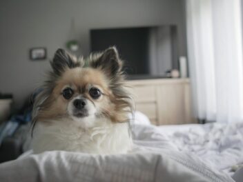 Comment trouver l&rsquo;appartement idéal pour les chiens ?