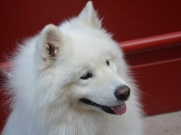Un Samoyède sauvé foule le tapis rouge à Cannes