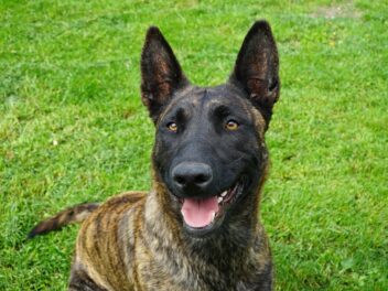 Comment adopter un chien policier à la retraite