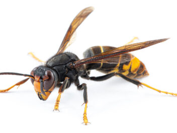 Comment se débarrasser efficacement des frelons asiatiques ?