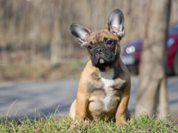 Un bouledogue français volé sous la menace d&rsquo;une arme