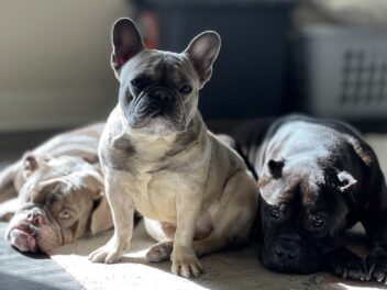 82 chiens sauvés de conditions inhumaines