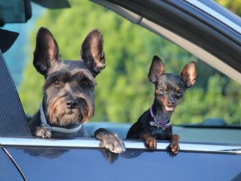 Voici 9 races de chien qui seront amies avec leur congénères