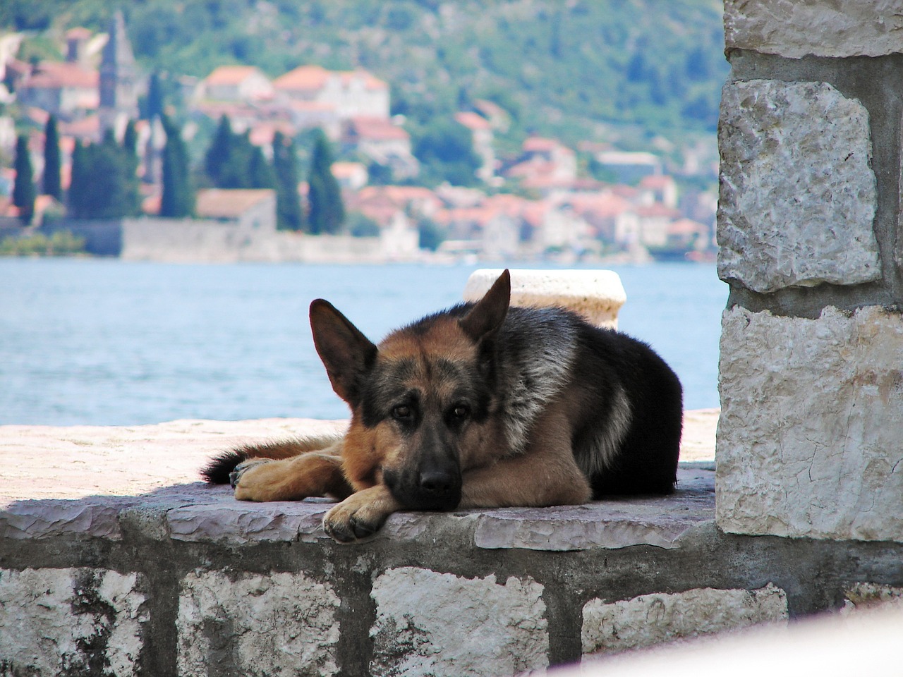 Les 8 races de chien qui ne sont pas folles de leur maître