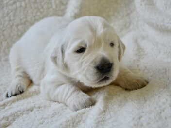 Voici les 8 races de chien qui sont les moins réactives