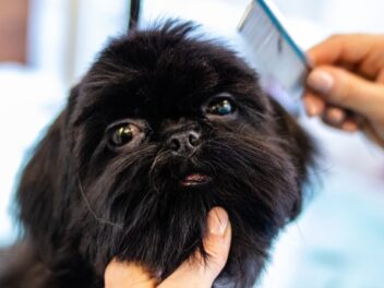 Le guide complet du toilettage estival du chien