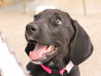 Quel est le meilleur moment pour devenir propriétaire d&rsquo;un chien ?