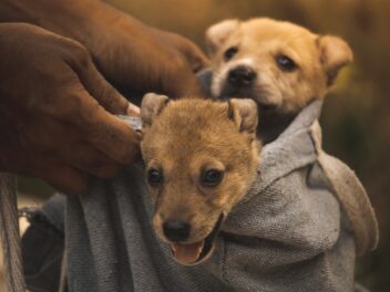 Pourquoi ne jamais adopter deux chiots en même temps ?
