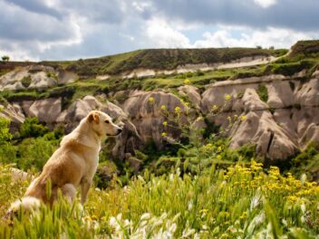 Un chien secouru après avoir escaladé une montagne