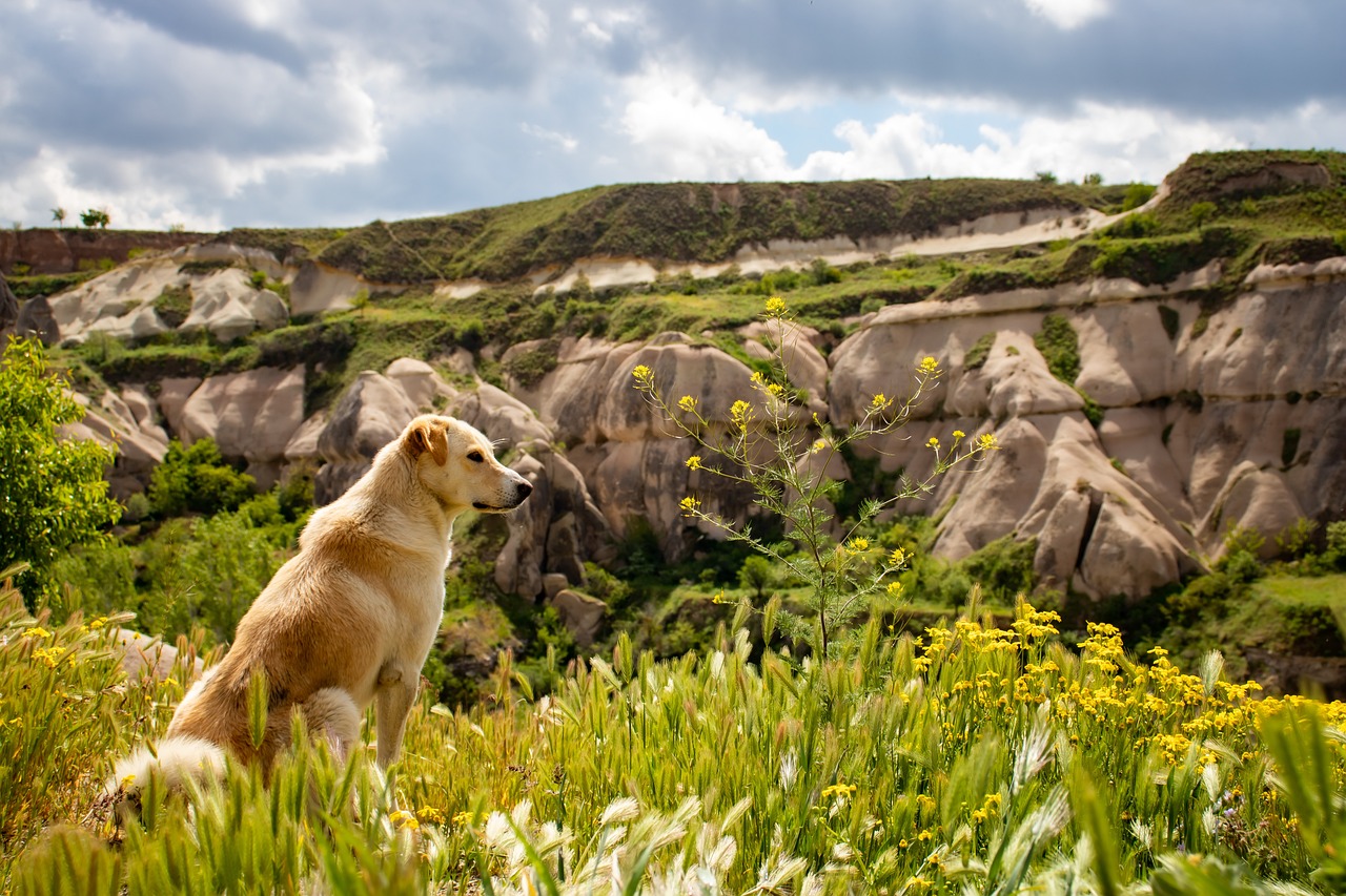 Un chien secouru après avoir escaladé une montagne