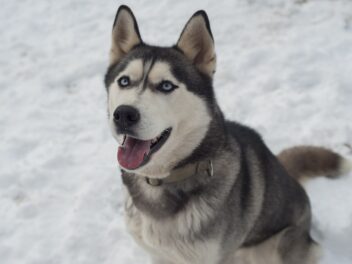 Les 9 races de chien qui ont une grande force de caractère