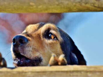 Signes que votre chien ne reçoit pas assez d&rsquo;attention