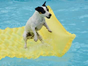 Comment organiser la meilleure fête de piscine pour chiens de tous les temps ?