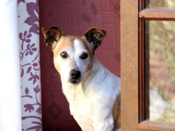 Voici les 8 races de chien qui sont les plus détachées de leur maitre