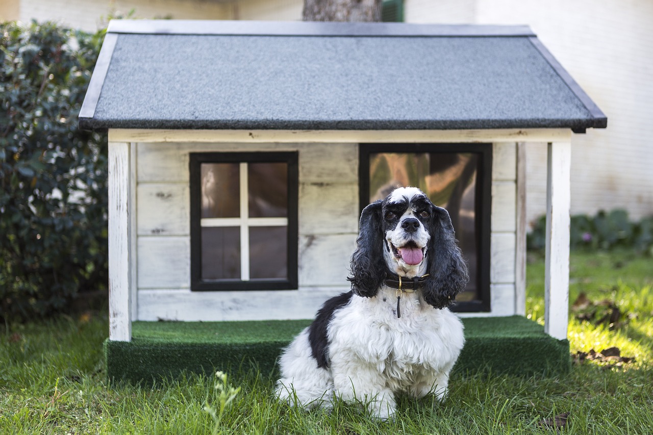 Conseils pour une décoration d&rsquo;intérieur adaptée aux chiens