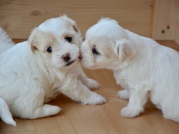 Un photographe de chiens capture les chiots au fur et à mesure qu&rsquo;ils vieillissent