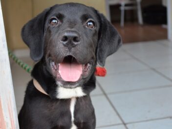 Comment créer la pièce idéale pour un chien