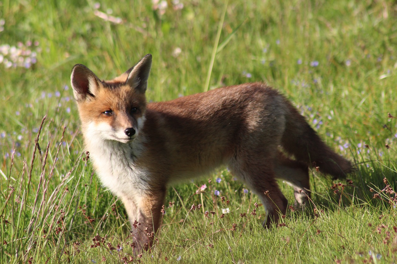 tout savoir renard roux
