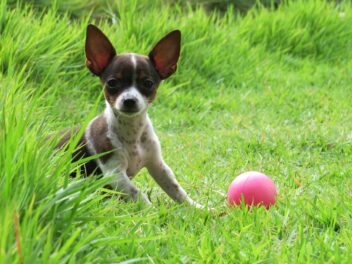 Comment décoder les messages relatifs à l&rsquo;adoption de chiens