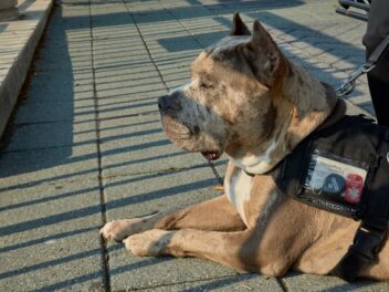 Les meilleures races de chiens pour la recherche et le sauvetage