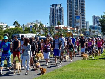 Conseils de sécurité pour les chiens lors des défilés