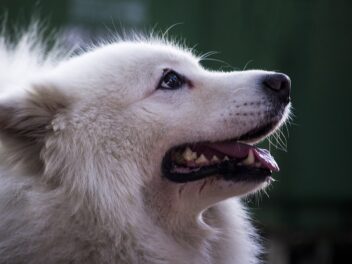 Les 8 races de chien qui se salissent le moins