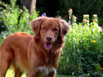 Un chien gâté par ses grands-parents en l&rsquo;absence de son maître devient viral