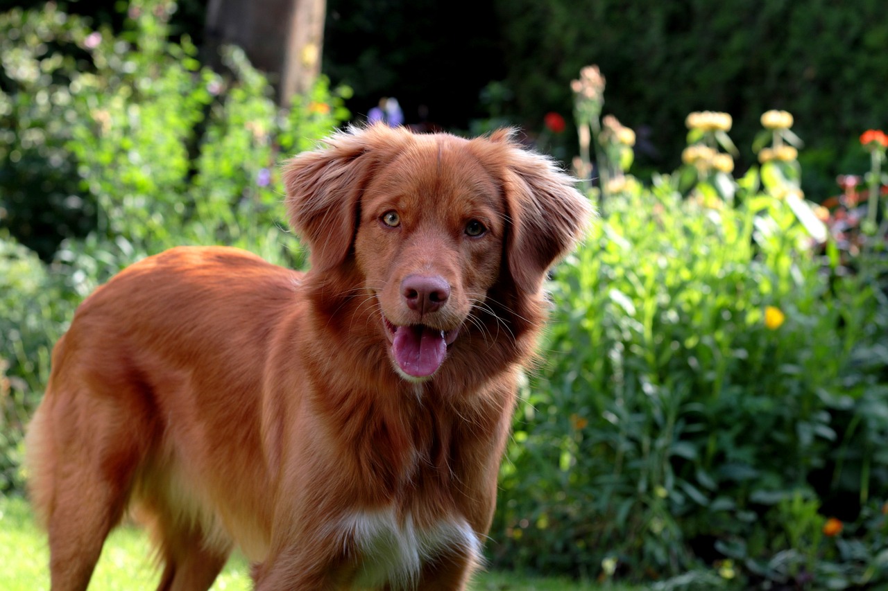 Un chien gâté par ses grands-parents en l&rsquo;absence de son maître devient viral