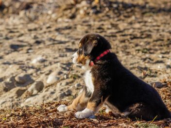 Les pompiers sauvent un chiot coincé dans un fauteuil roulant