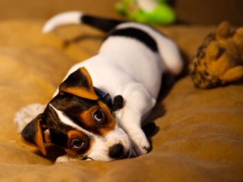 Voici les 8 races de chien qui sont assez vives d’esprit