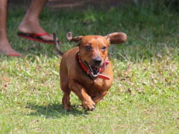 Voici 8 races de chien qui sont les plus rebelles
