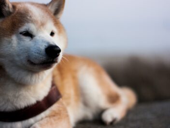 8 races de chien qui ne sont pas du tout étouffantes