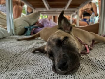 Premiers secours pour les chiens qui s&rsquo;étouffent