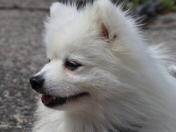 Comment traiter efficacement la perte de poils chez le chien ?