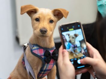 Comment repérer une escroquerie à l&rsquo;adoption de chiens