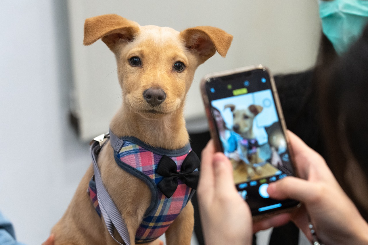 Comment repérer une escroquerie à l&rsquo;adoption de chiens