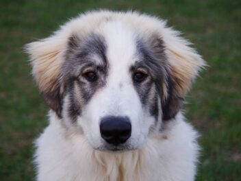 Comment protéger votre chien des piqûres d&rsquo;abeilles