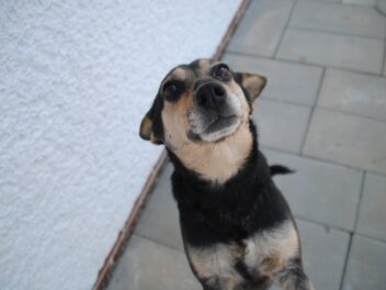 Comment éduquer votre chien au pot